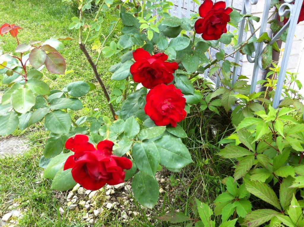 B&B Cherry En Rose เลซเซโน ภายนอก รูปภาพ